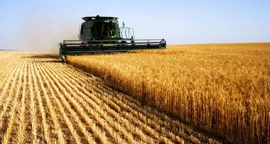 Campo de cultivo, imagen del sector agrícola