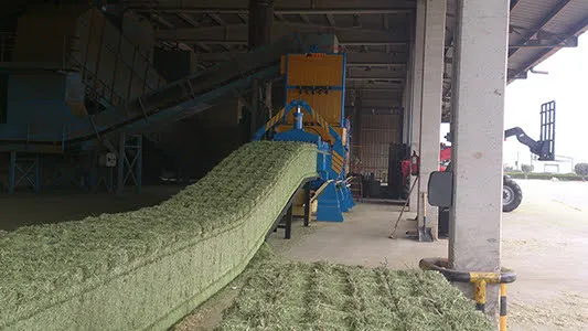 Pacas de alfalfa deshidratada en una planta deshidratadora