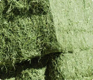 Paca de alfalfa deshidratada atada con cuerda de rafia
