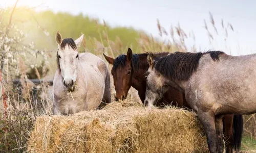 Pacas de paja para alimentación animal