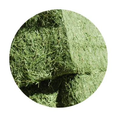 Pacas de alfalfa deshidratada atadas con cuerda